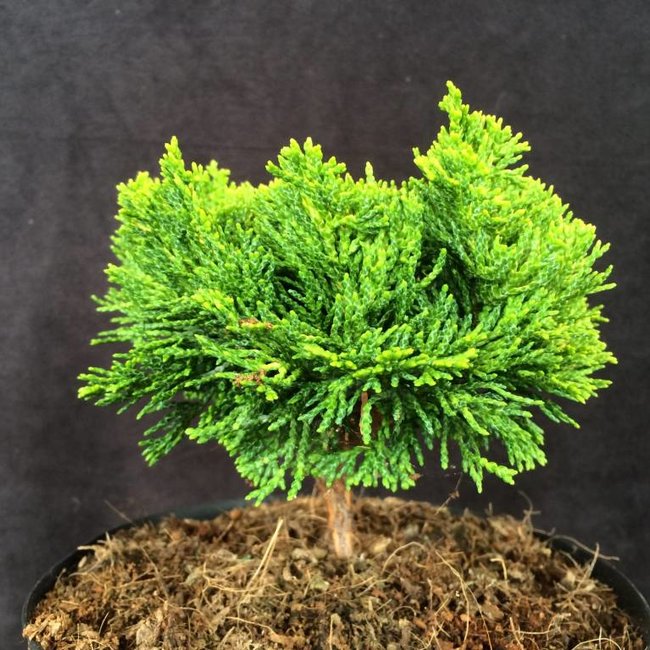 Chamaecyparis obtusa '22 Karat'