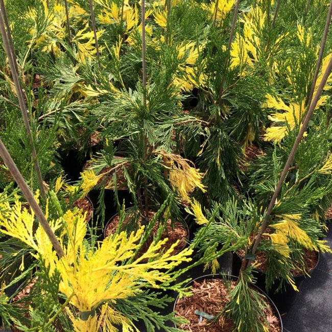 Calocedrus decurrens 'Aureavariegata'