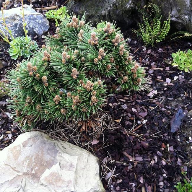 Pinus nigra 'Birte'