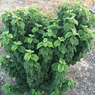 Cornus sanguinea 'Compressa'