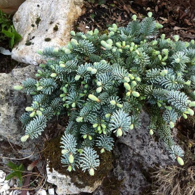 Abies procera 'Pesek'