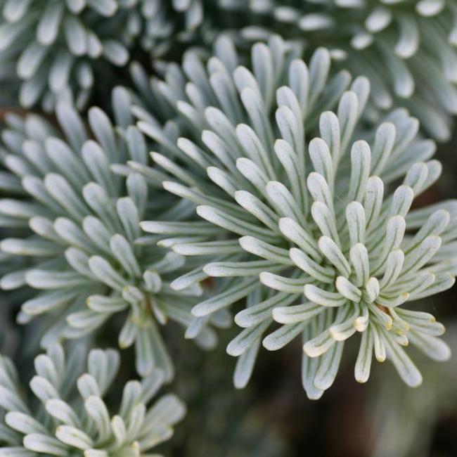 Abies procera 'Pesek'
