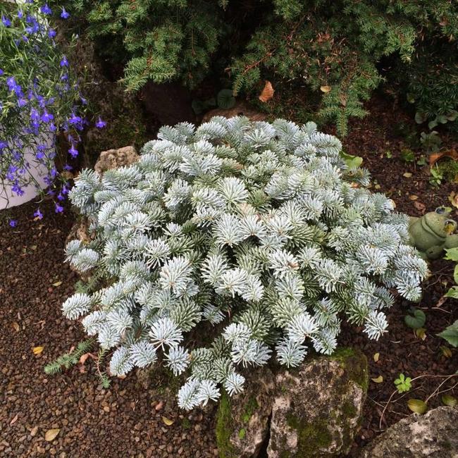 Abies procera 'Pesek'