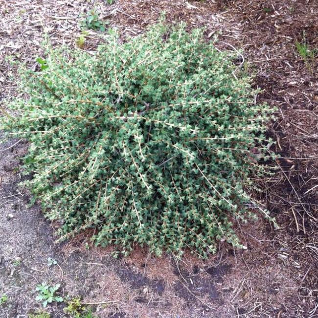 Larix gmelinii 'Dortmund'