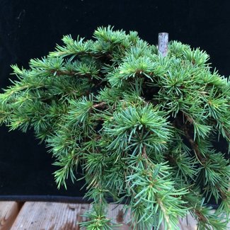 Cedrus libani 'Alibabi'