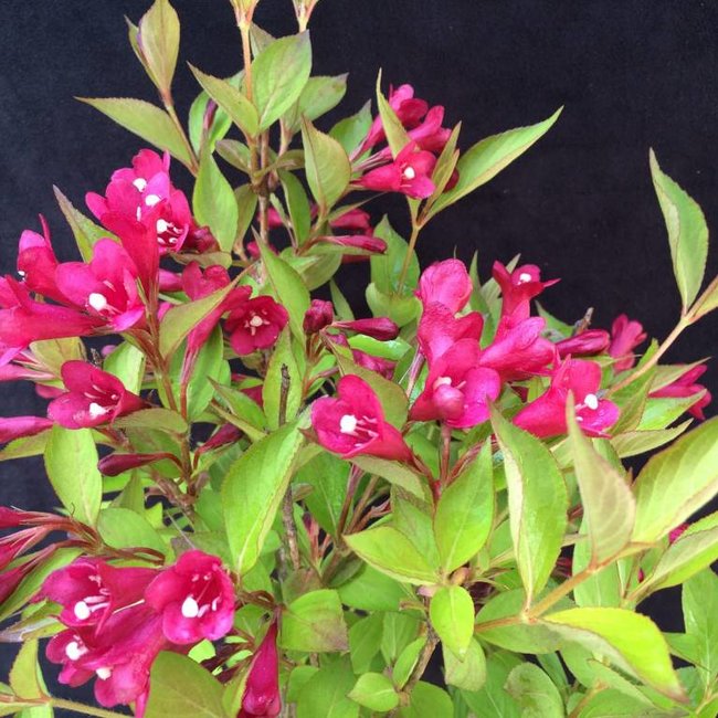 Weigela 'Evita'