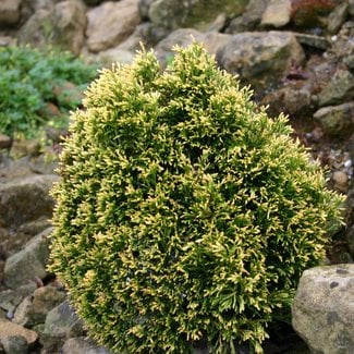 Thuja plicata 'Rogersii'