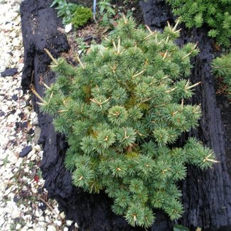 Pinus parviflora 'Adcock's Dwarf'