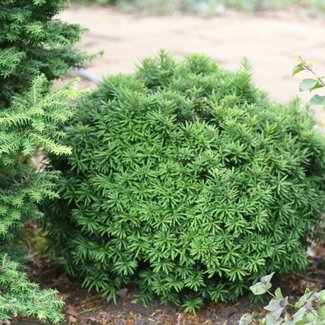 Taxus baccata 'Green Diamond'