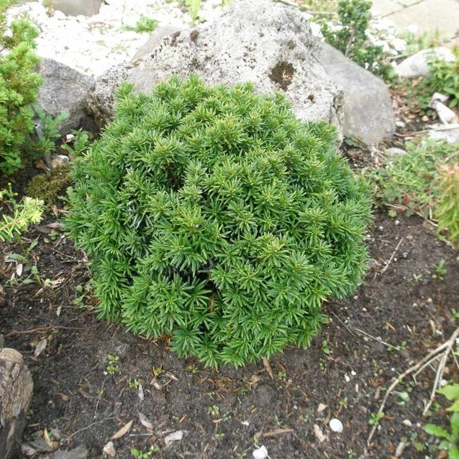 Taxus baccata 'Green Diamond'