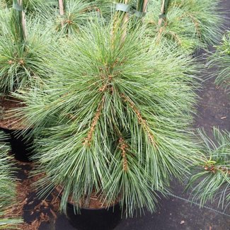 Pinus strobus 'Himmelblau'