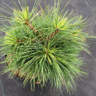 Pinus strobus 'Groundhugger'