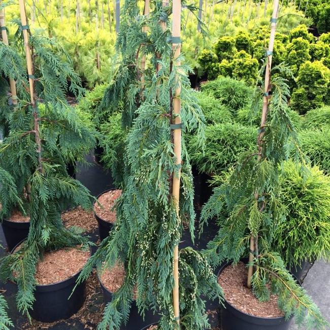 Xanthocyparis nootkatensis 'Strict Weeper'