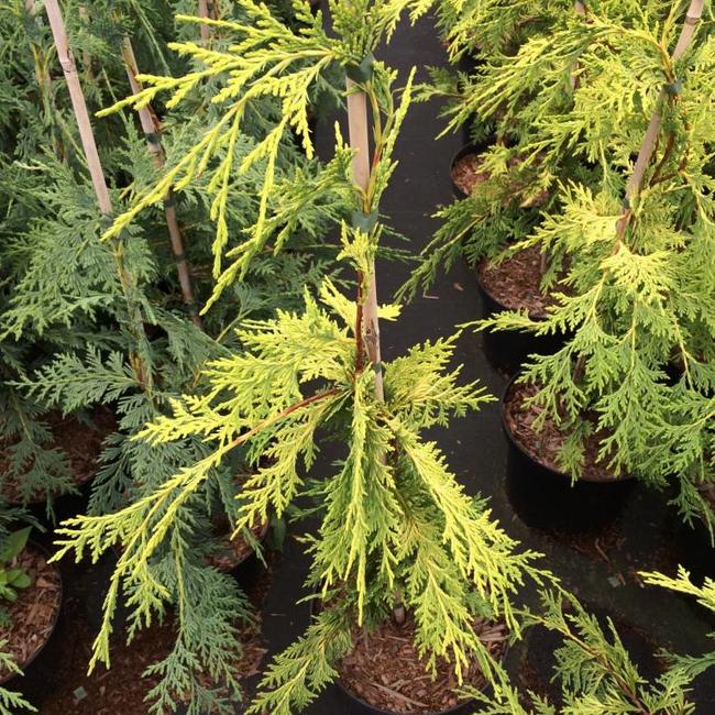 Xanthocyparis nootkatensis 'Golden Waterfall'