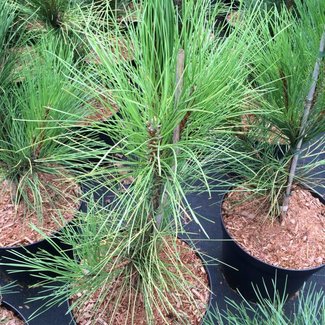 Pinus nigra 'Goldfinger'