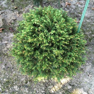 Tsuga candensis 'Rugg's Washington Dwarf'