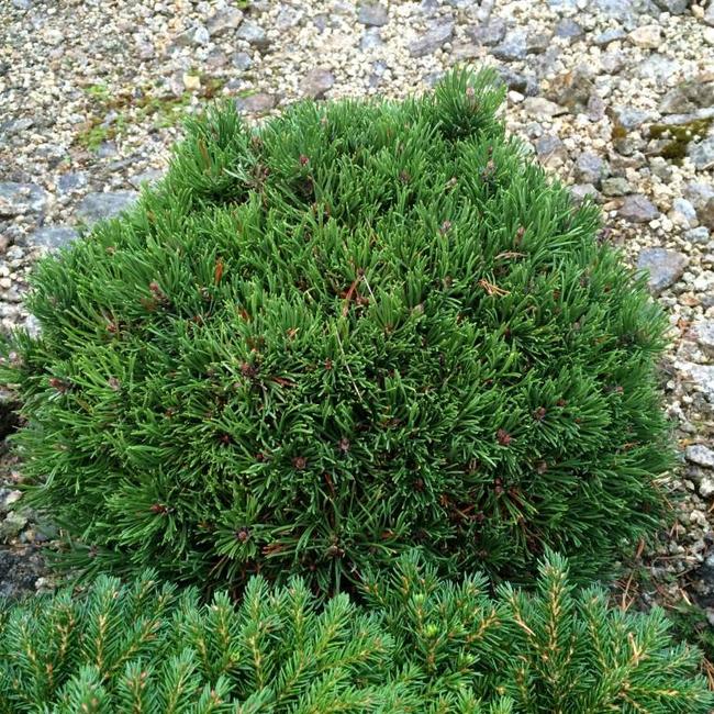 Pinus mugo 'Picobello'