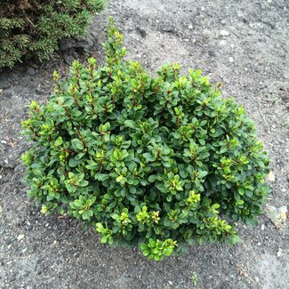 Berberis thunbergii 'Kobold'