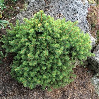 Picea glauca 'Cy's Wonder'