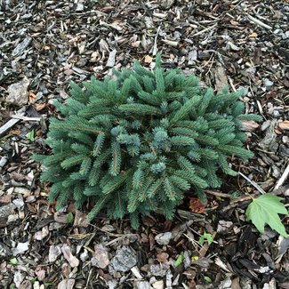 Picea x lutzii 'Machala'