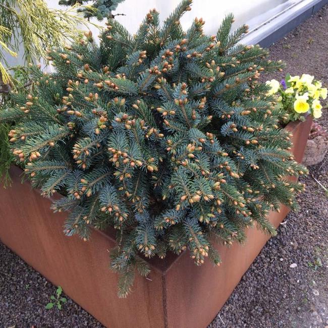 Picea x lutzii 'Machala'