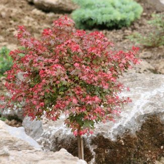 Acer palmatum 'Beni Hime'