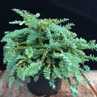 Sequoia sempervirens 'Prostrata'