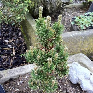 Pinus mugo 'Limerick'