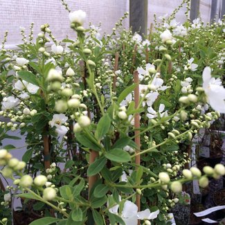 Exochorda racemosa 'Snow Mountain'®