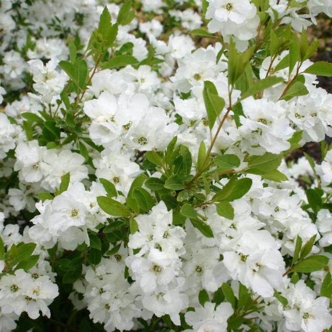 Exochorda racemosa 'Snow Mountain'®