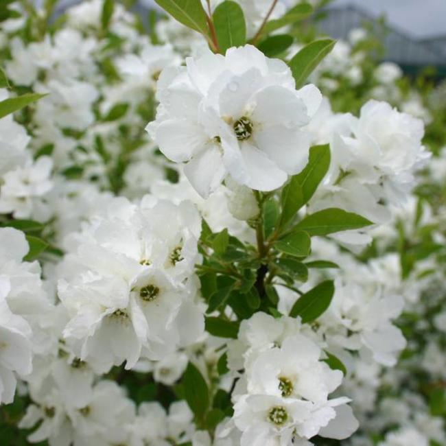Exochorda racemosa 'Snow Mountain'®