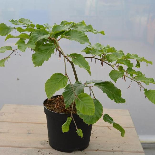 Fagus sylvatica 'Londal Krikkebuk'