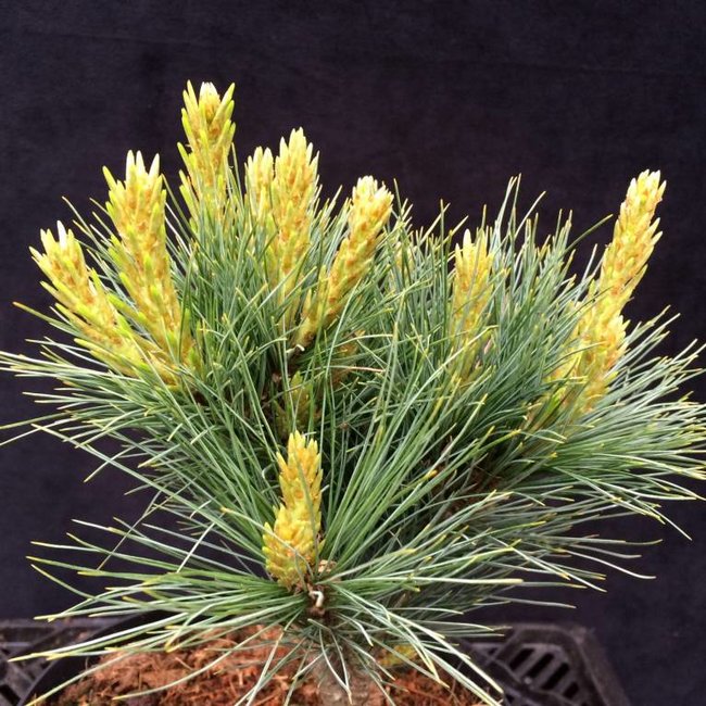 Pinus ayacahuite 'Maya'