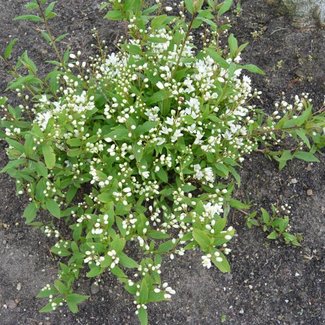 Deutzia crenata 'Nikko'