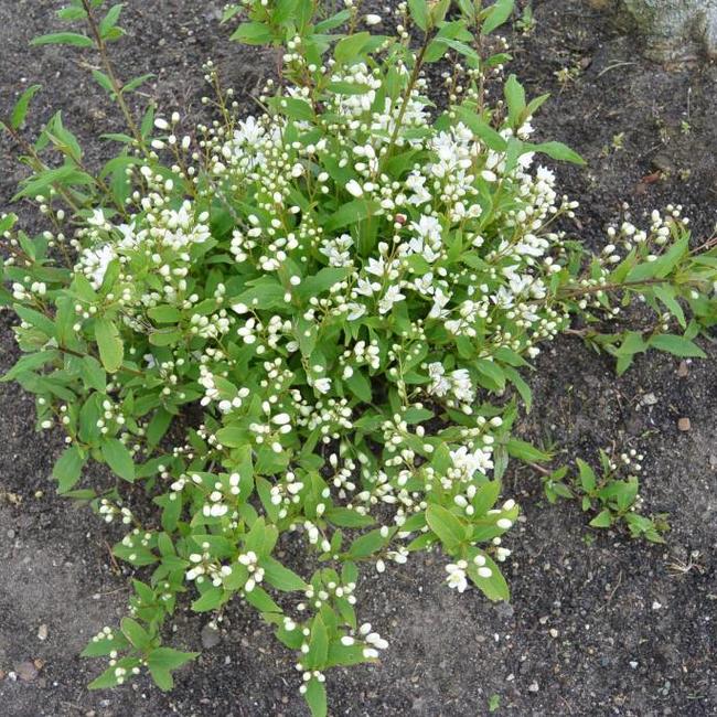 Deutzia crenata 'Nikko'