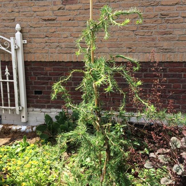 Larix decidua 'Horstmann Recurved'