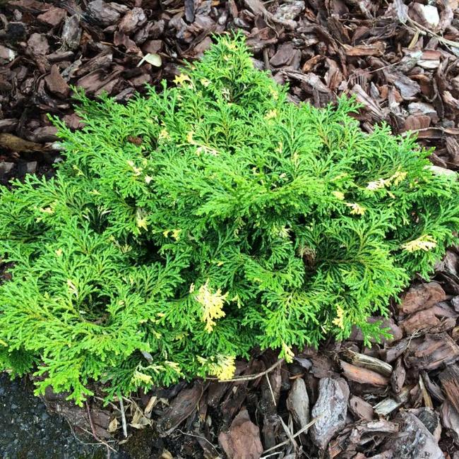 Chamaecyparis obtusa 'Southern Lights'