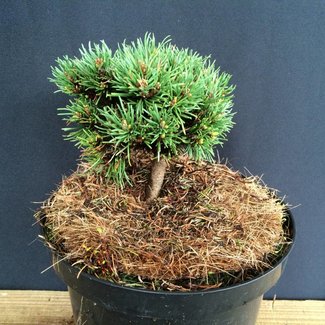 Pinus uncinata 'David Holubec'