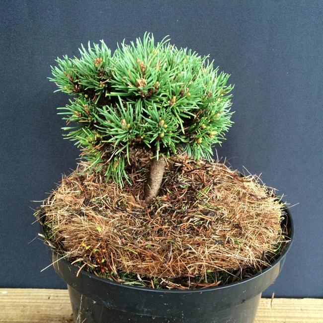 Pinus uncinata 'David Holubec'