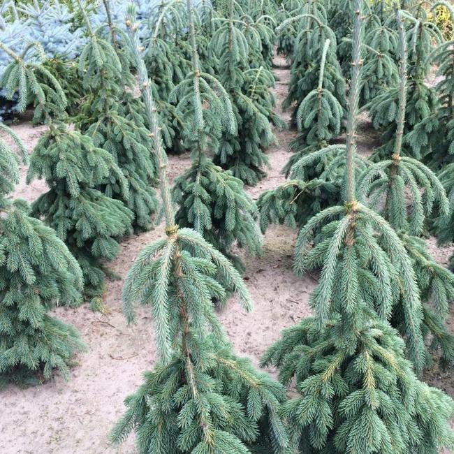 Picea glauca 'Pendula'