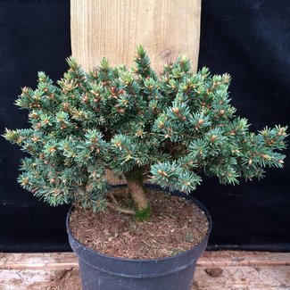 Picea abies 'Zillertal'