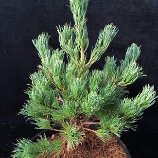 Pinus parviflora 'Linda'
