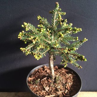 Picea orientalis 'Losely'