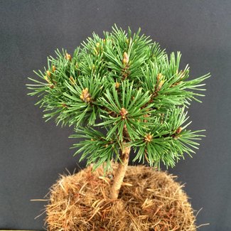 Pinus mugo 'Jitka'