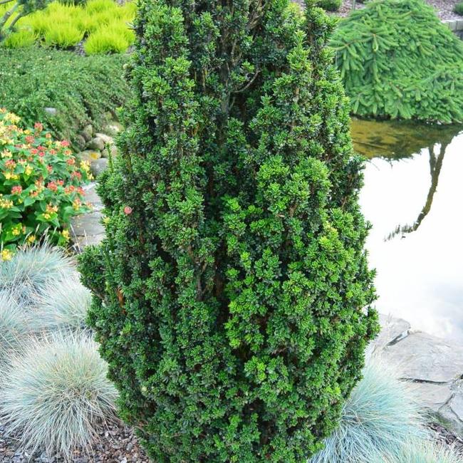 Taxus baccata 'Green Column'