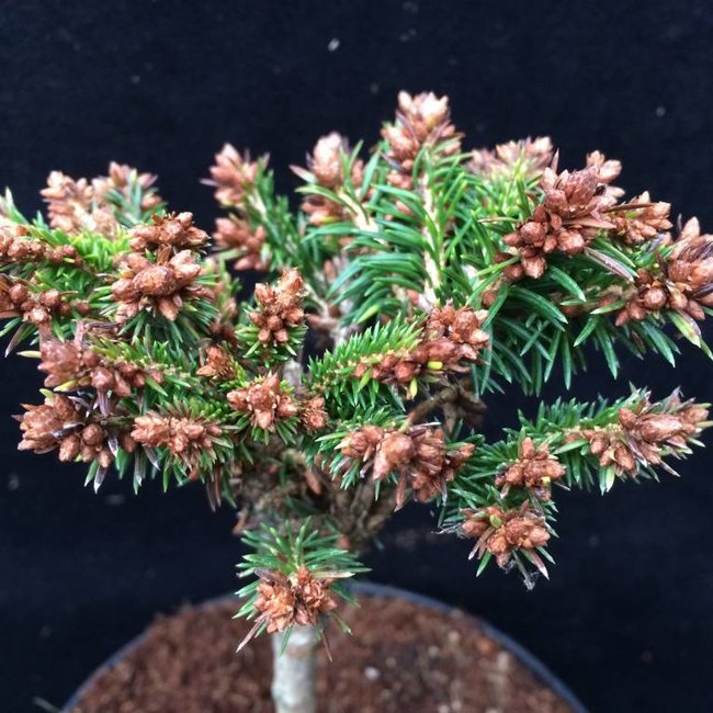 Picea abies 'Malecek'