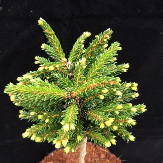 Picea orientalis 'Mount Vernon'