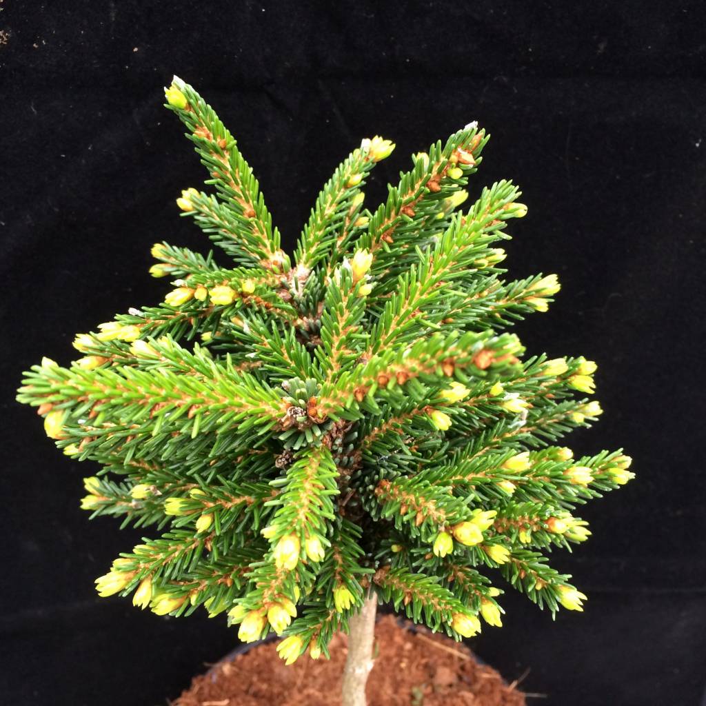 Picea orientalis 'Mount Vernon' - Herman Geers