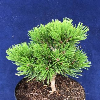 Pinus heldreichii 'Pygmy'