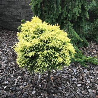 Cryptomeria japonica 'Twinkle Toes'